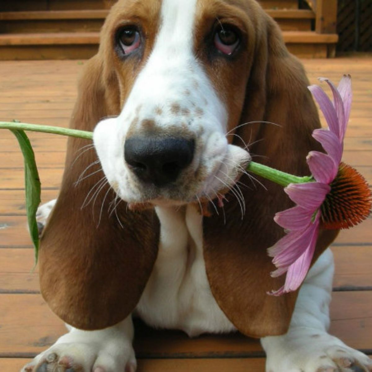 Basset hound lick