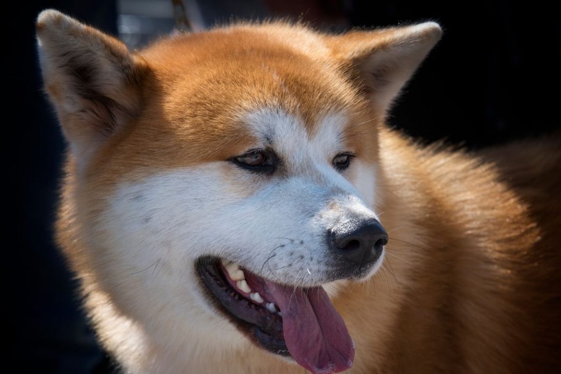 10+ Trusty Facts About the Akita Inu - The Paws