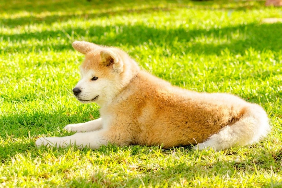 10+ Trusty Facts About the Akita Inu - The Paws