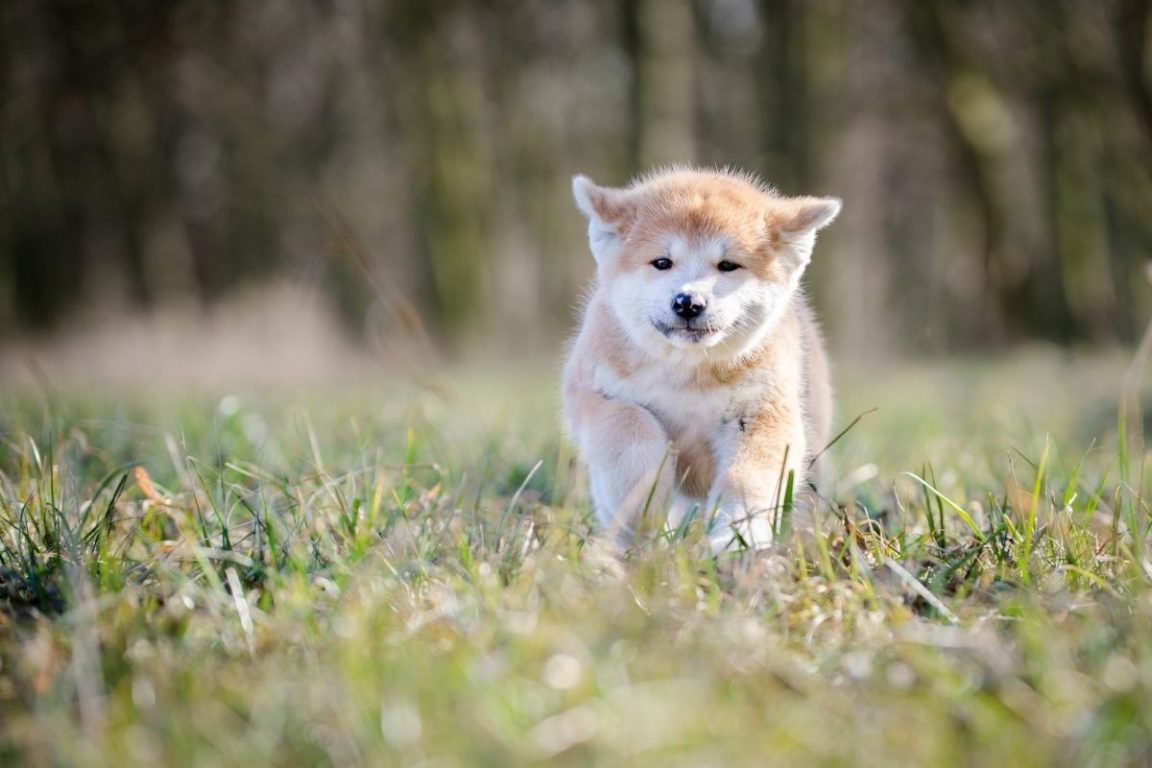 10+ Trusty Facts About the Akita Inu - The Paws