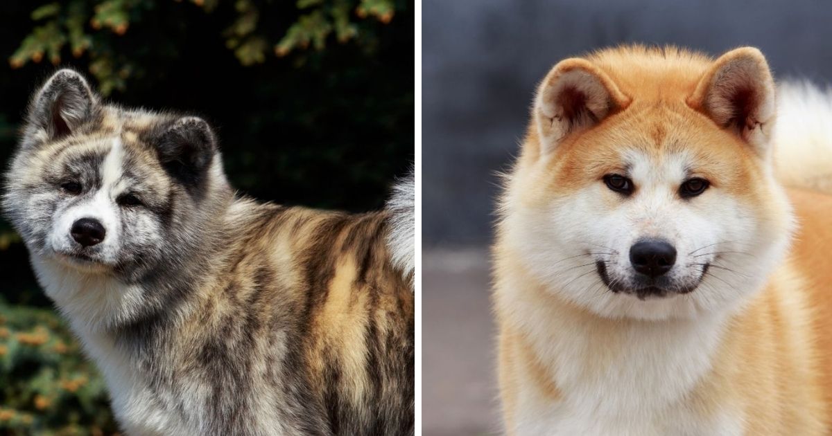 10+ Trusty Facts About the Akita Inu - The Paws