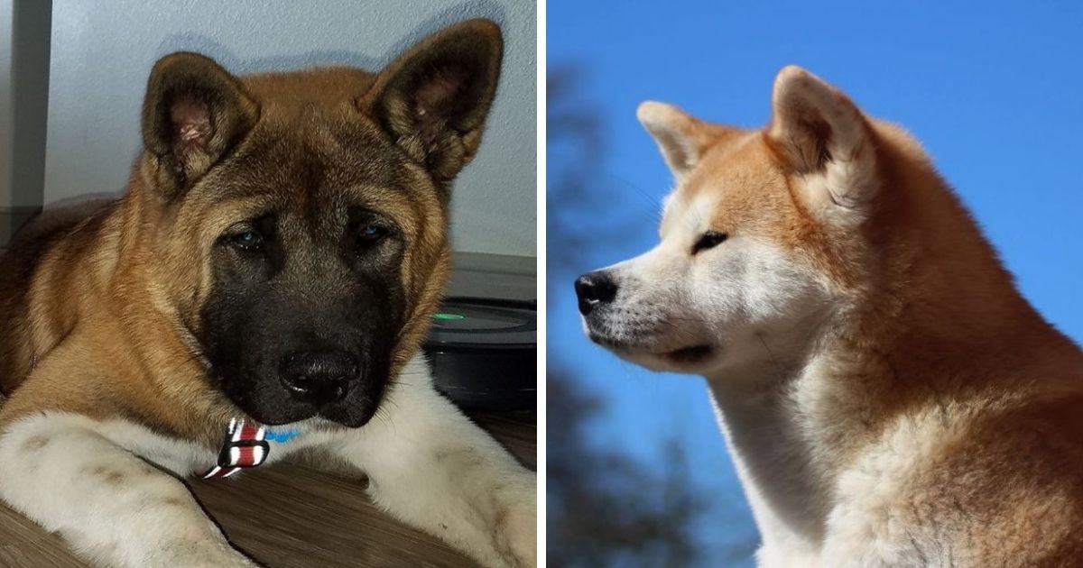 The 65+ Cutest Akita Inu Photos Ever - The Paws