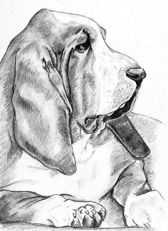 12+ Best Basset Hound Tattoo Ideas | Page 9 of 10 | The Paws