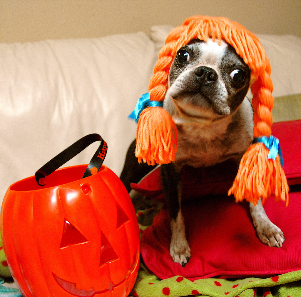 A Boston Terrier wearing an orange braided hair while siting on the bed behind the pumpkin basket