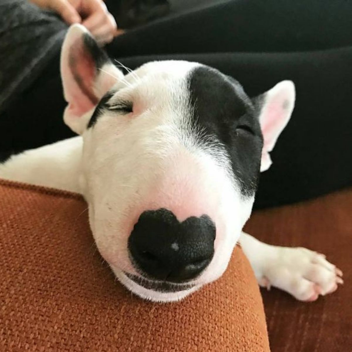 35+ Adorable Pictures of Bull Terriers You Need To Stop And Look At