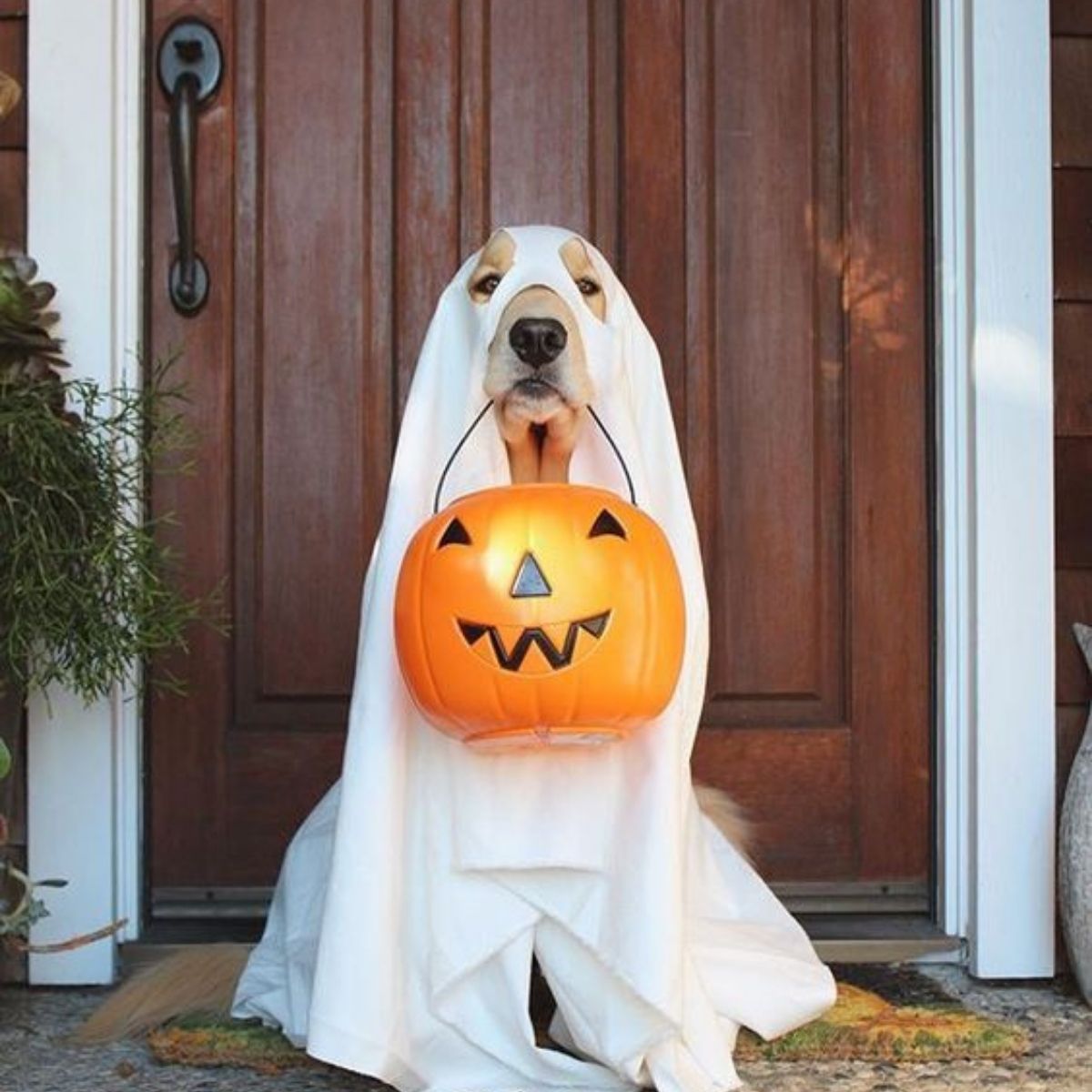 50+ Labrador Halloween Costume Ideas It's Not Too Late To Steal - The Paws