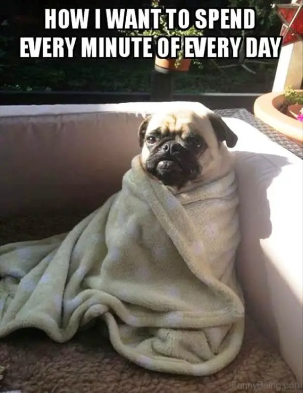 100+ Best Pug Memes of All Time - The Paws