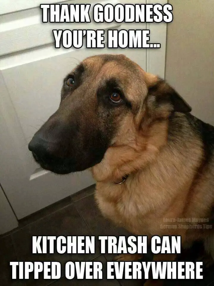 cute german shepherd meme German shepherd memes funny dog dogs cute ...