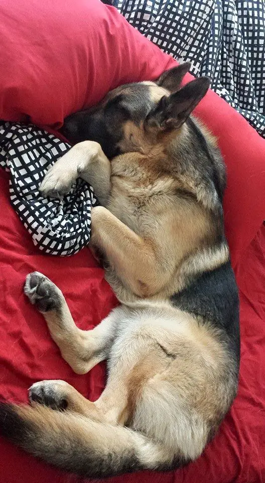 60 Hilarious Pictures That Prove German Shepherds Can Sleep Absolutely Anywhere Page 12 Of 14