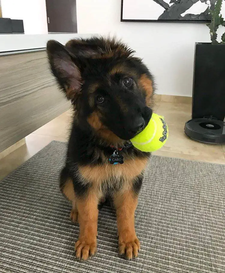 70+ Of The Most Adorable German Shepherd Dogs You’ll Ever See - The Paws