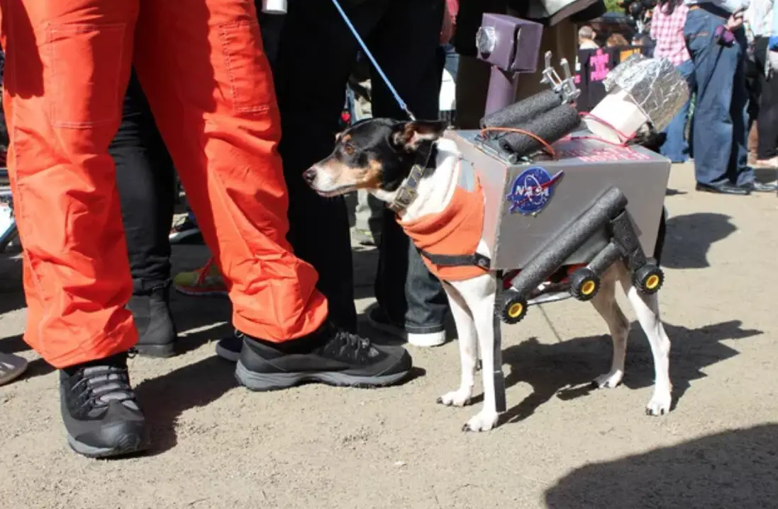 A dog standing in the street on a parade in its Mars Rover costume