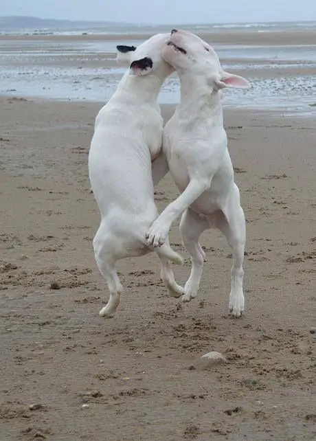 two white English Bull Terrier playing in the beach