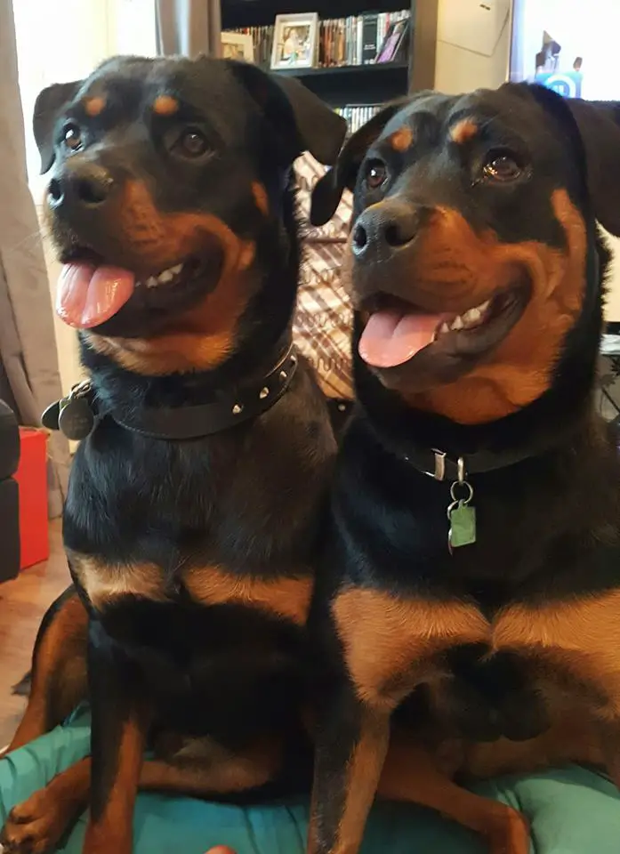 two Rottweiler sitting on their bed while looking up with their happy face