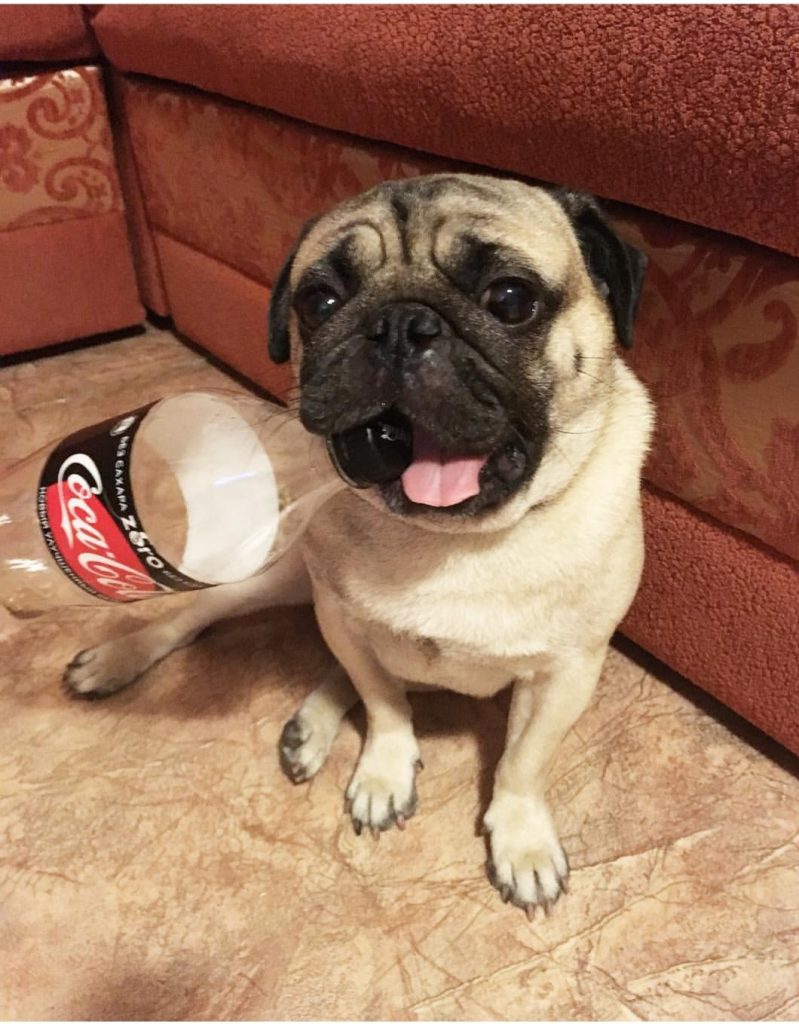 The 15 Funniest Pics Of Pugs You'll Ever See. I'm Still Laughing! | The ...