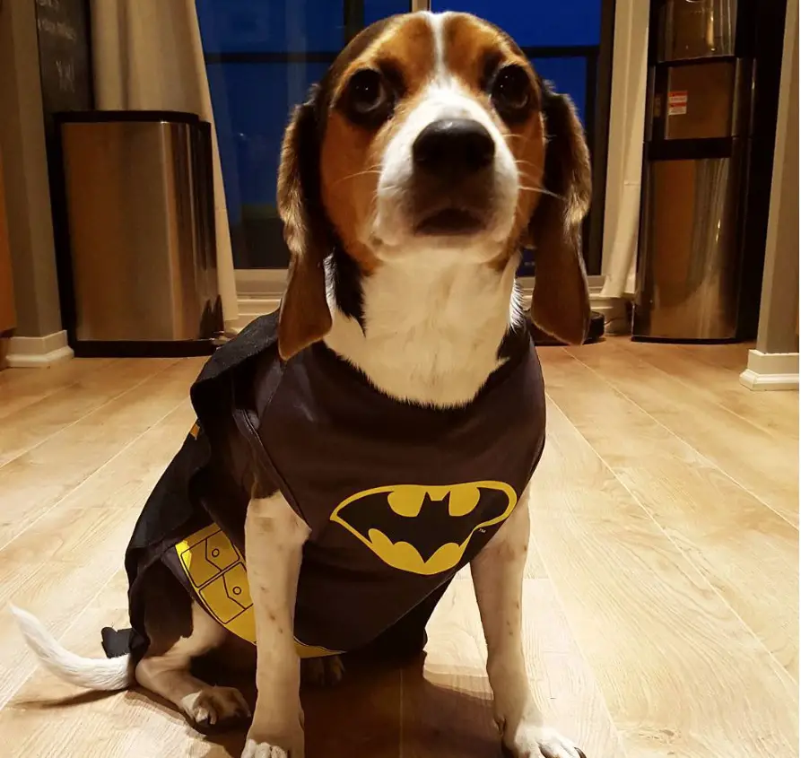 Everything beagle halloween costume