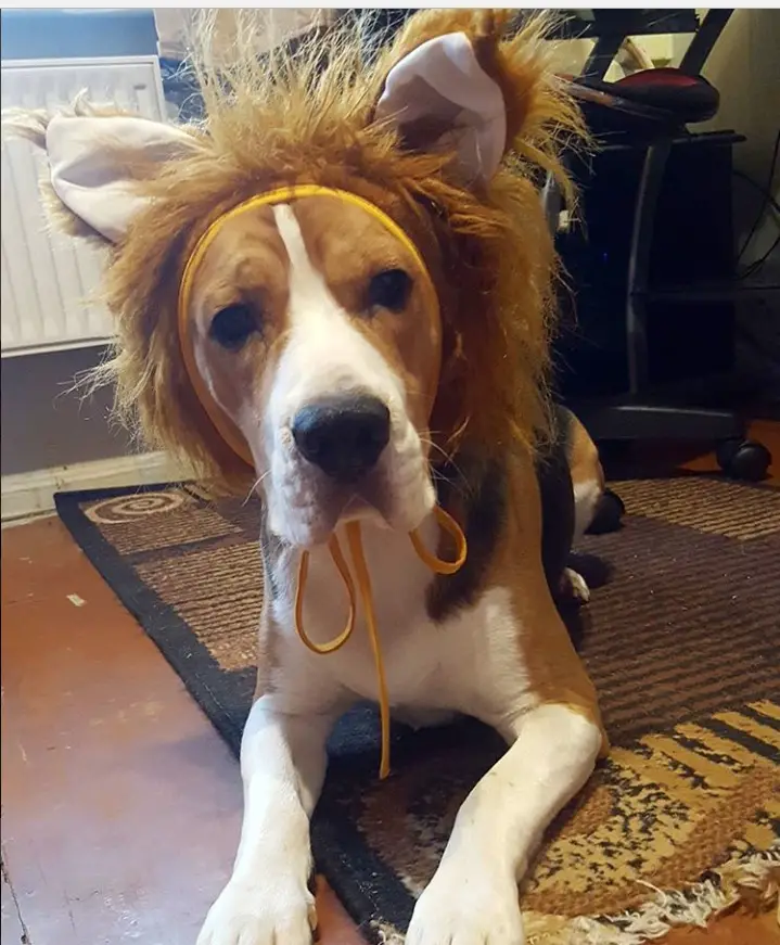 15+ Beagle Halloween Costume Ideas – Page 5 – The Paws