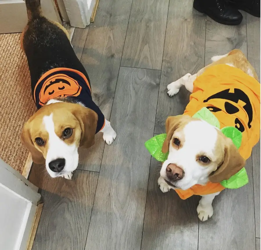 15+ Beagle Halloween Costume Ideas – Page 5 – The Paws