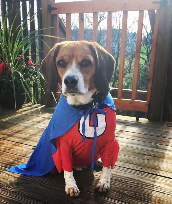 Everything beagle halloween costume