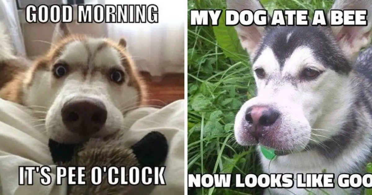 21+ Husky Memes That Will Brighten Your Day! - The Paws