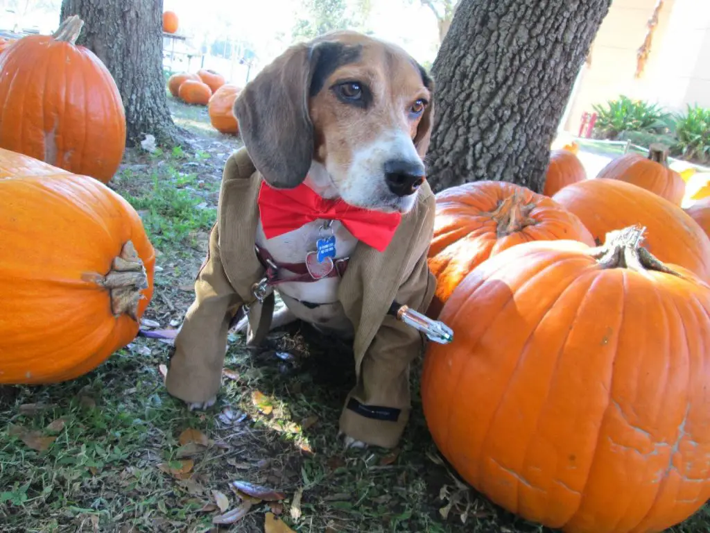 15+ Beagle Halloween Costume Ideas | Page 3 Of 7 | The Paws