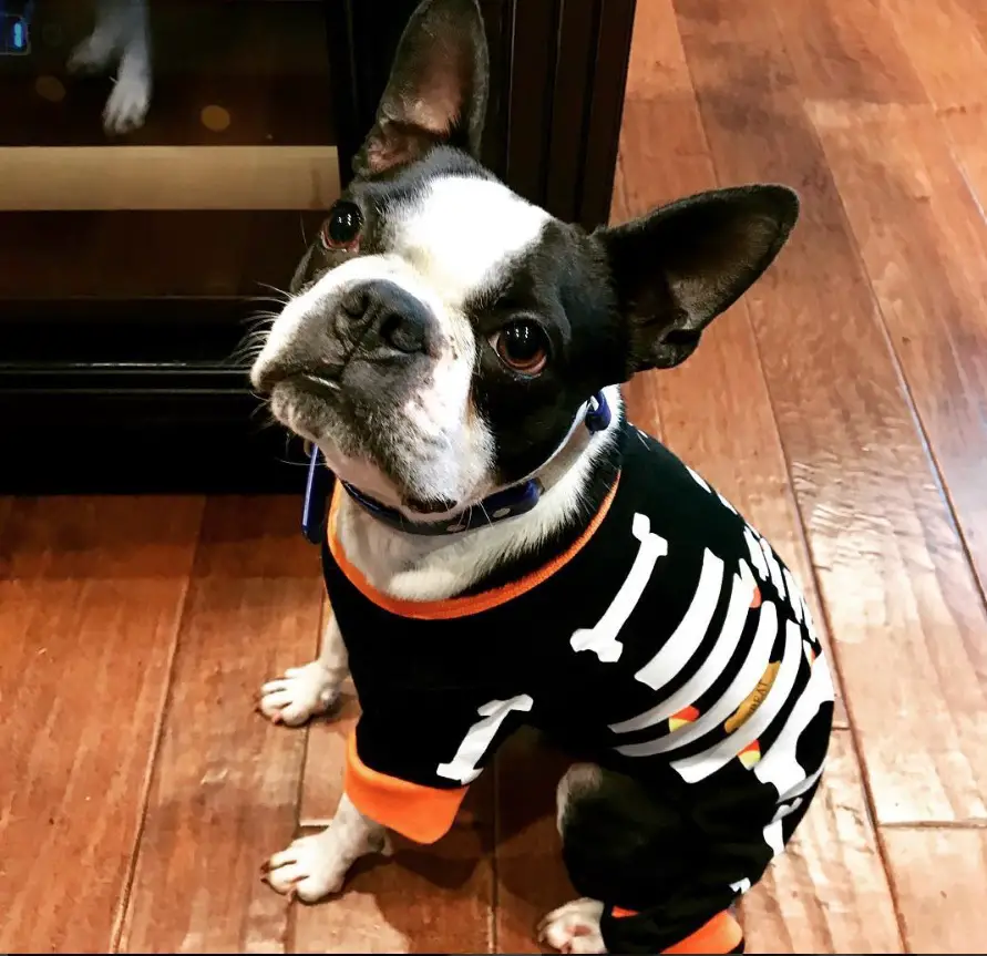 A Boston Terrier wearing skeleton shirt while sitting on the floor