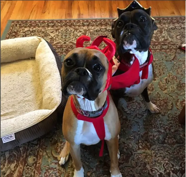 40+ Funny and Clever Halloween Costumes for Boxer Dogs | Page 11 of 12 ...