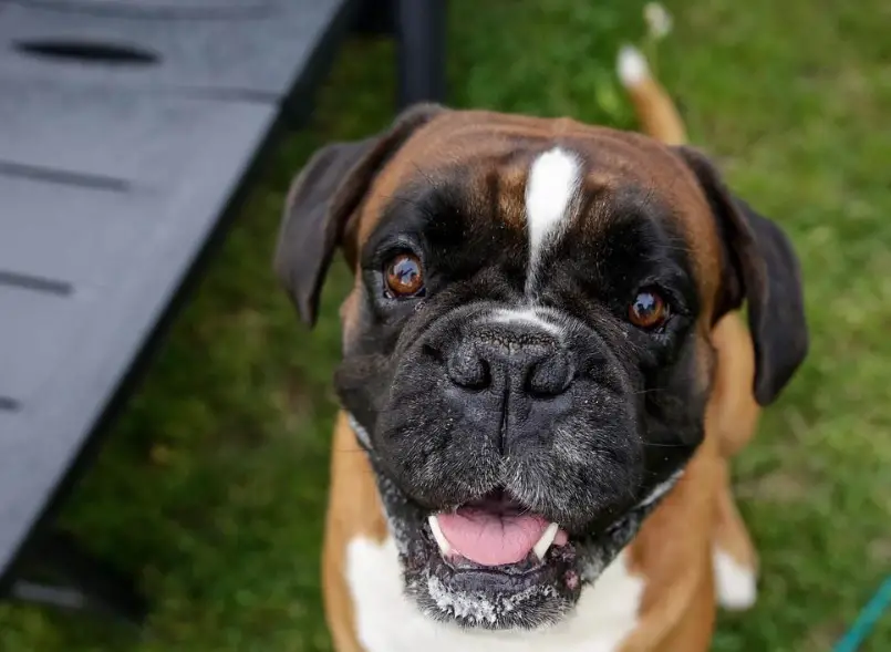 12 Problems Only Boxer Dog Owners Will Understand The Paws
