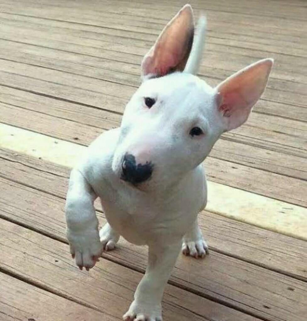 According To Science, This Is What It Means When Your Bull Terriers