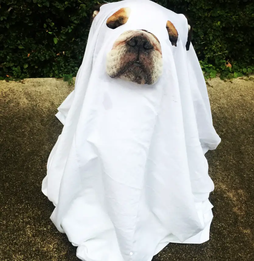 70+ Funny English Bulldog Halloween Costumes - The Paws