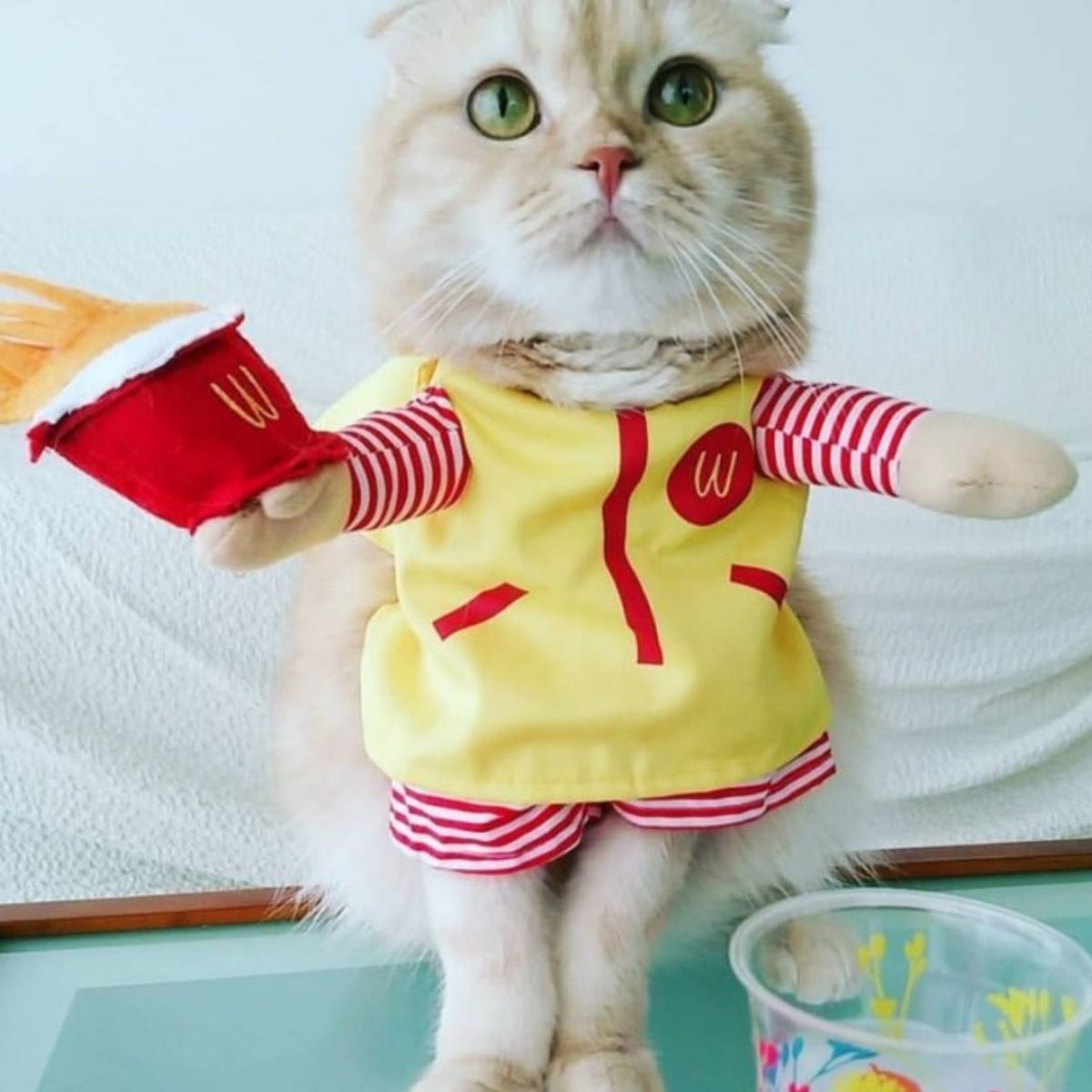 25 Costumes That Prove Cats Always Win At Halloween - The Paws