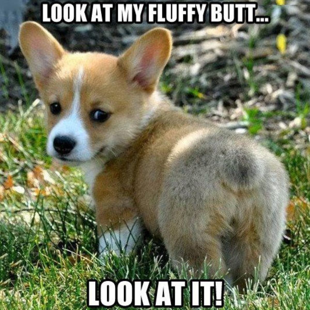 21+ Hilarious Corgi Memes You've Never Seen Before - The Paws