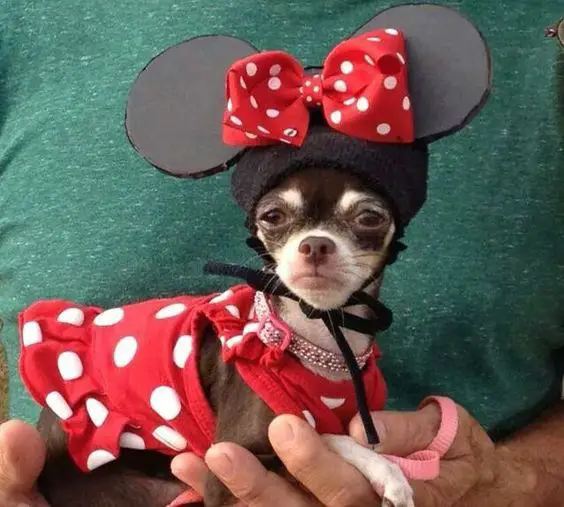 60 Best Halloween Costumes For Chihuahuas The Paws