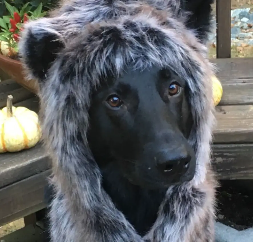 40+ Best German Shepherd Halloween Costume Ideas Page 13 The Paws