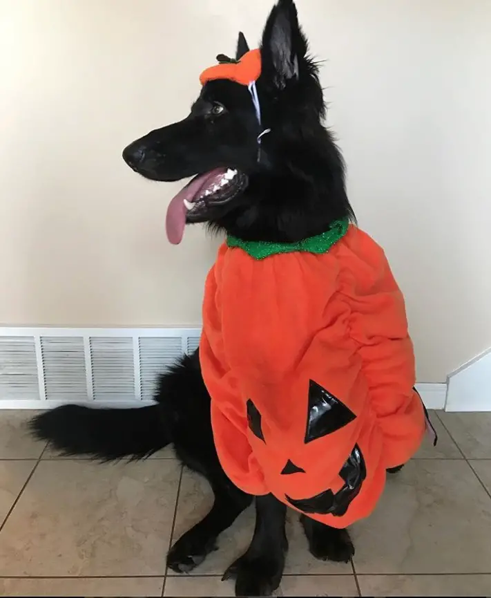 Halloween Costumes For German Shepherd Dogs - 40+ Best German Shepherd Halloween Costume Ideas – Page 14 – The Paws