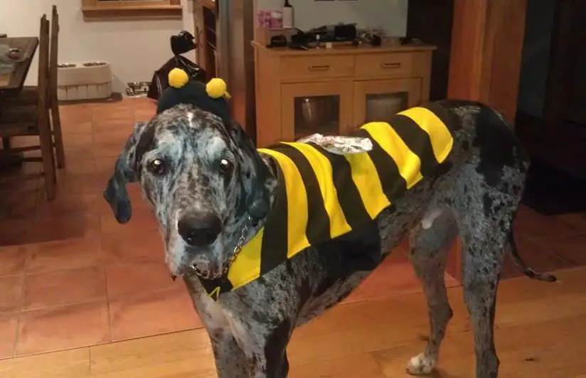 60 Costumes That Prove Great Danes Always Win At Halloween The Paws