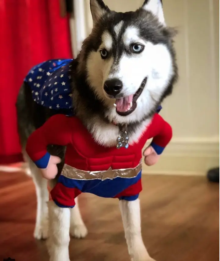 12+ Costumes That Prove Huskies Always Win At Halloween – Page 13 – The ...