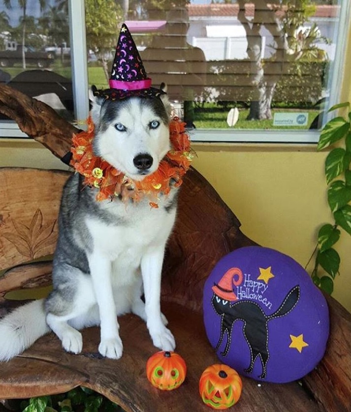 husky in halloween costume