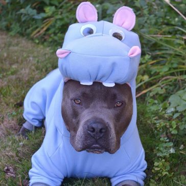 The 70+ Greatest Pit Bull Halloween Costumes EVER | The Paws