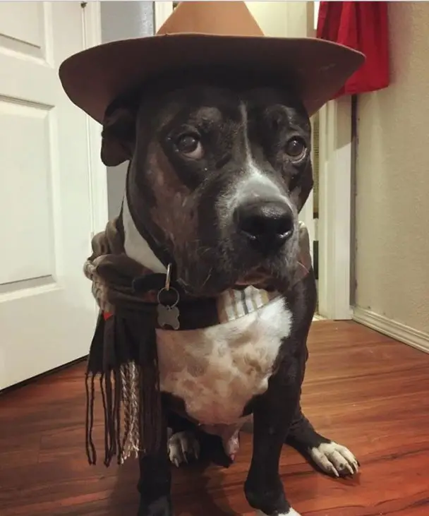 The 70+ Greatest Pit Bull Halloween Costumes EVER Page 20 of 23 The