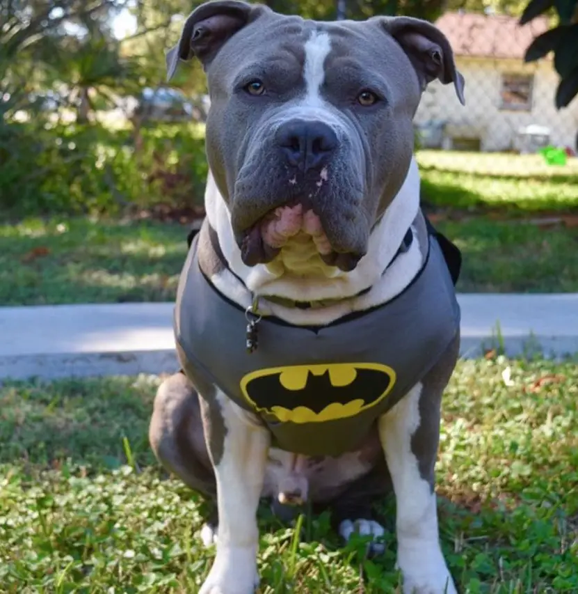 The 70+ Greatest Pit Bull Halloween Costumes EVER | Page 21 of 23 | The