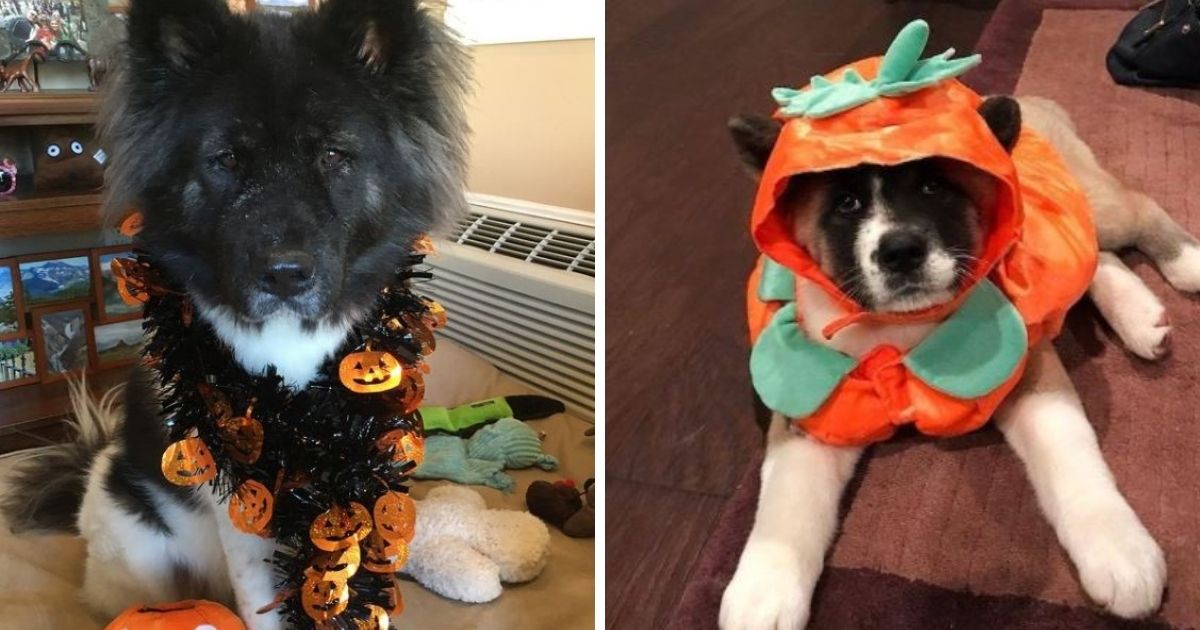 14 Best Halloween Costumes for Akita Inu - The Paws