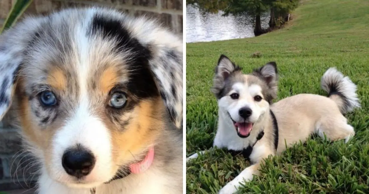 26 Dogs That Are Mixed With Corgi - The Paws