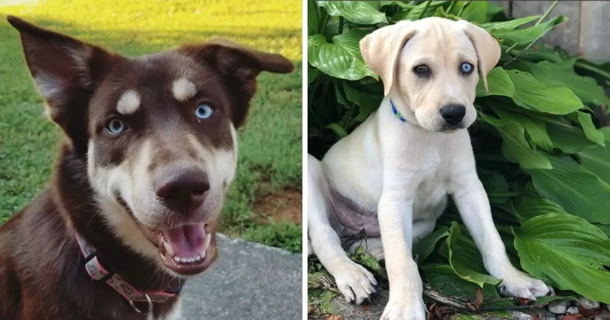 18 Husky Lab Mixes That Will Make You Fall In Love With Mutts - The Paws