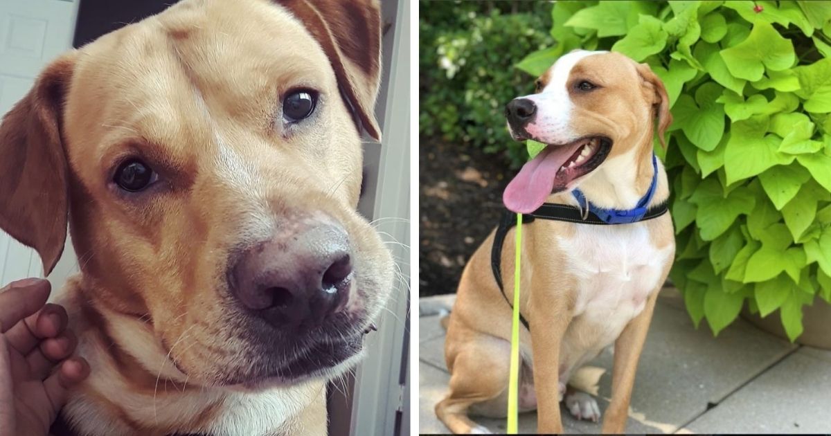 These 15 Cute Labrador Pitbull Mix Dogs Will Make You Fall In Love With ...