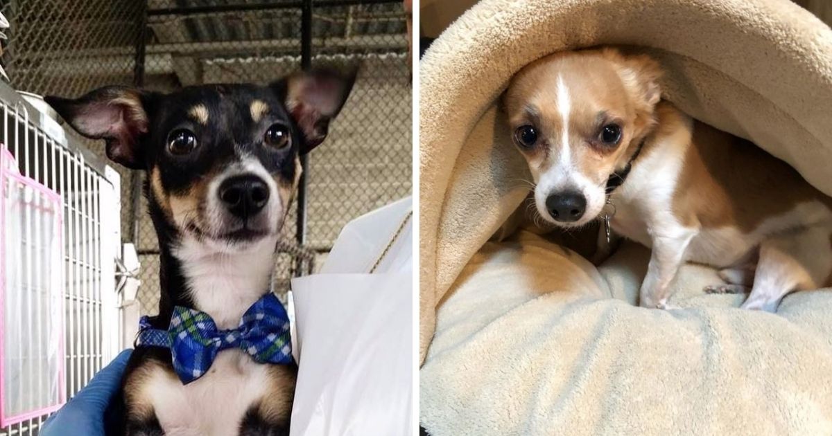 15 Rat-Chas That Will Make You Fall In Love With Mutts - The Paws