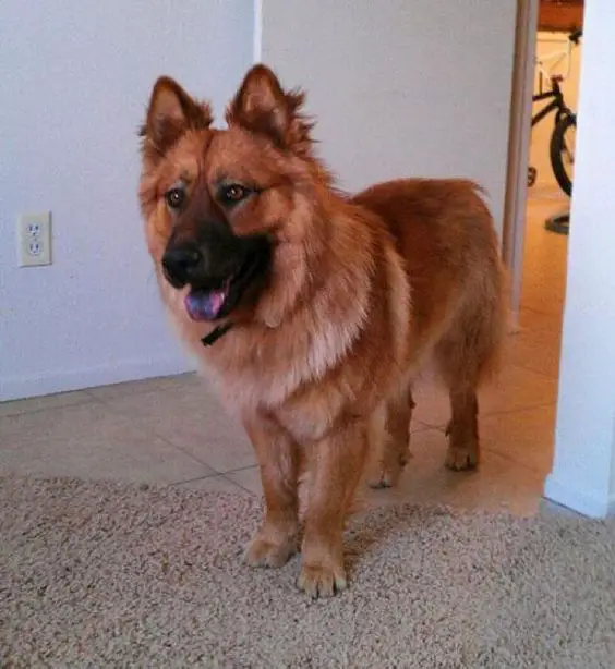 german shepherd and chow mix