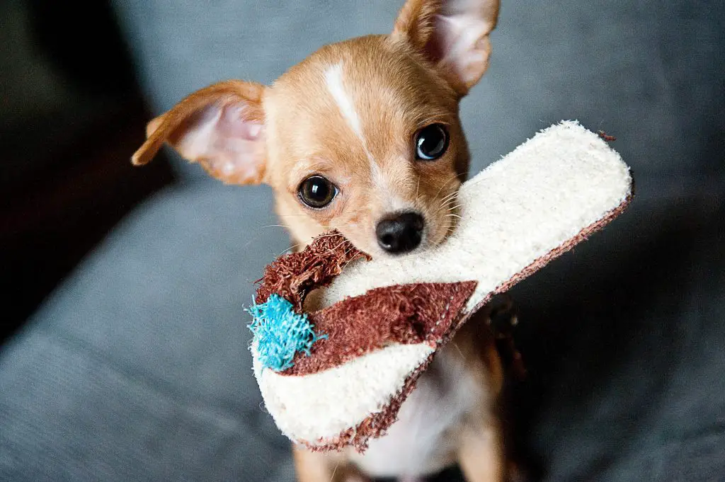 25 Adorable Apple Head Chihuahua Dogs The Paws