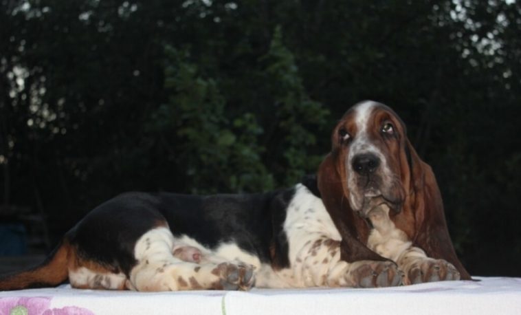 10+ Best Basset Hound Dog Names - The Paws