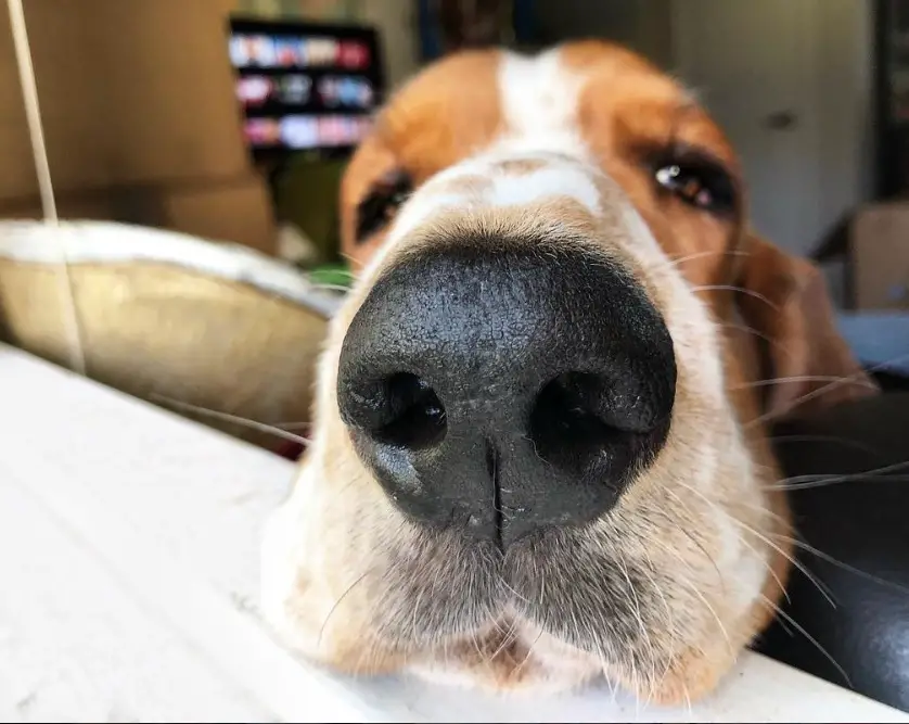 15 Basset Hound Instagram Accounts You Need to Follow Right Now – The Paws