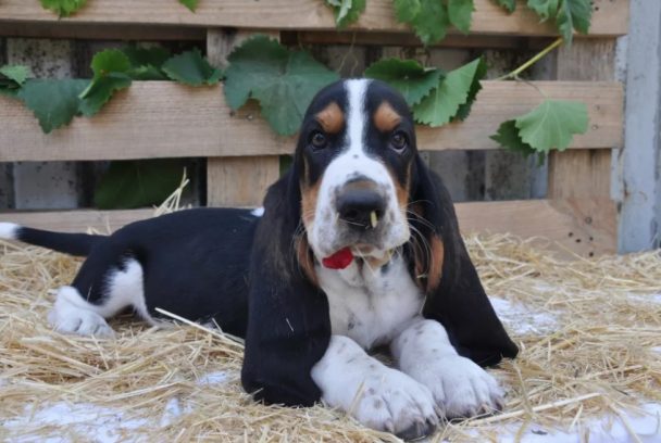 10+ Best Basset Hound Dog Names - The Paws